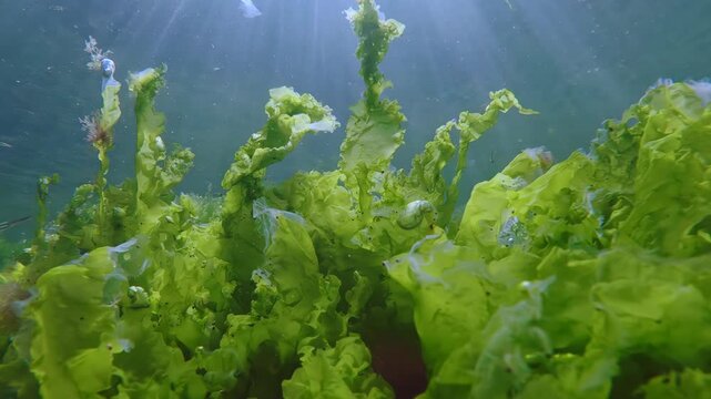 Vibrant sunbeams piercing blue water column over Ulva green sea lettuce lawn as sand smelt fish swimming below surface of water, backlit by sunburst (god rays) in golden hour, close-up.
