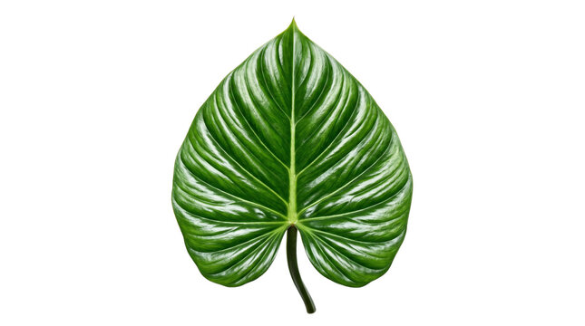 Vibrant green philodendron leaf isolated on white, tropical foliage with detailed veins, exotic plant leaf for nature design