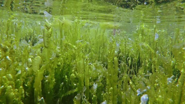 Dense forest of green gutweed algae with photosynthetic oxygen bubbles inside reflecting in water of shallow sea. Small fish swim between long vertical stems stretching up to surface