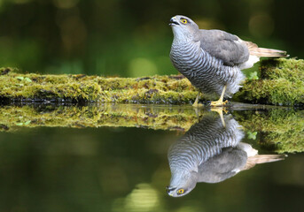Common cuckoo standing beside a reflective woodland pool © Ordódi