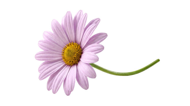 Beautiful delicate pink daisy flower isolated on a clean white transparent background for professional floral design and graphic projects