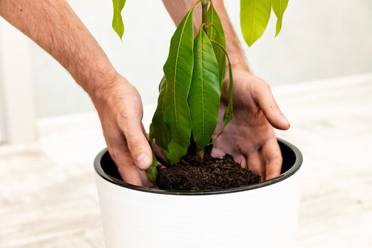 Close up hands of a person gently placing a young green mango tree plant into a white pot filled with soil, with a light-colored floor.