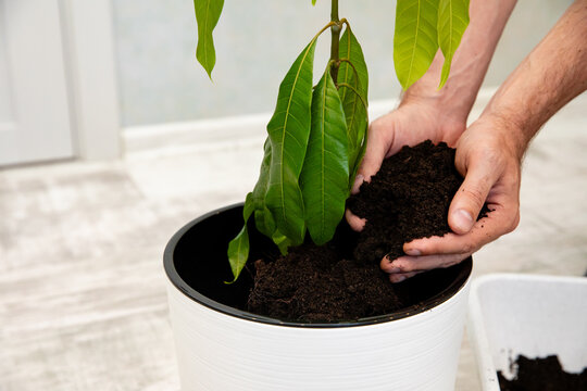 Close up cropped hands carefully place soil around a small indoor mango tree in a white pot, with lush green leaves visible. The scene is set in modern interior with a light-colored floor