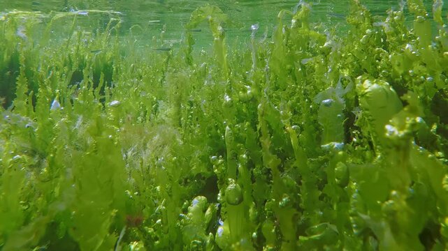 Dense forest of vivid green Enteromorpha and Ulva algae reaching to surface producing shiny photosynthetic oxygen bubbles on shallow ocean mirroring in water top, small fish swims between long leaves.
