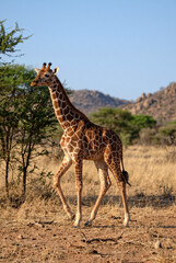 Obraz premium Giraffe Walking Across Dry African Savanna with Mountains 