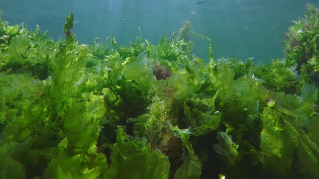 Camera moves along vivid, multicolored sea rug with vibrant green sea lettuce and red turf algae, silverside fish swim nearby, scene illuminated by bright god rays, backlit by sharp sunburst, close-up