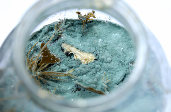 Macro shot looking inside a glass jar filled with green blue mold and fungus growing on spoiled food. Concept of food spoilage mycotoxicity, patulin accumulation, fungal biodegradation dynamics
