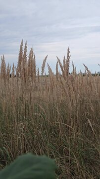 Dry wild grass spikelets closeup in front of harvested agricultural cereal field and distant forest under cloudy evening sky at countryside sunset landscape.