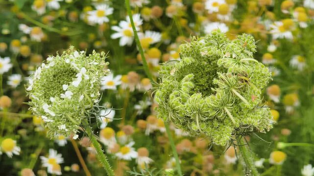 Close‑up of wild carrot inflorescences after the umbel inflorescence has flowered. Detailed botanical texture in natural habitat.