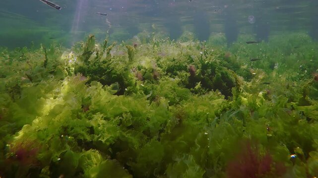 Wide underwater b-roll of dense green Ulva sea lettuce lawn and other seaweed as schooling Atherina sand smelt fish swimming over sea carpet in soft evening sunlight with sun flare, slow motion.