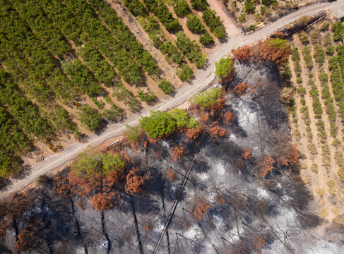 Overhead view of a dirt road forming a stark boundary between green citrus orchards and wildfire-scorched terrain in Serra d'Espada, Castellon, Spain, with surviving trees along the edge