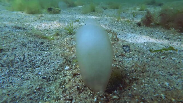 Translucent gelatinous marine worm egg cocoon anchored to sandy ocean floor underwater. Macro view of mucilaginous polychaete egg mass swaying on sandy seabed covered tiny air bubbles