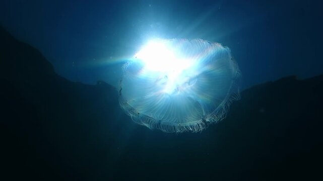 Translucent Aurelia aurita moon jellyfish floating in blue sea illuminated by glowing backlight sun rays. Close-up underwater shot of swims saucer jelly with fine tentacles under bright sunburst flare