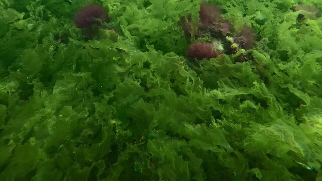 Close-up, camera moving forwards along dense benthic bed of bright green Ulva sea lettuce algae and bushy red Ceramium seaweed covered with fine Cladophora thread weed under natural sun glare.