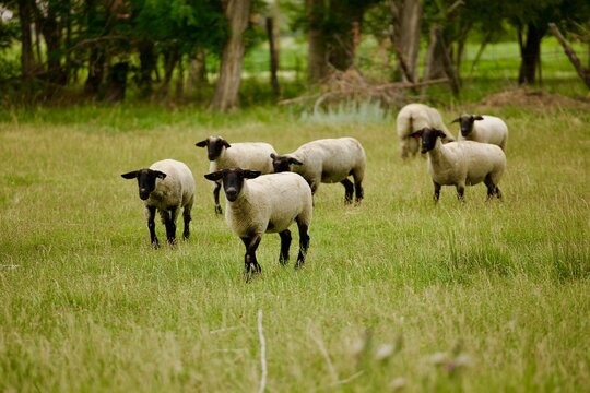 flock of sheep in the field