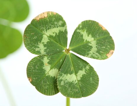 Four leaves clover plant showing detail of its structure and color in a close-up view