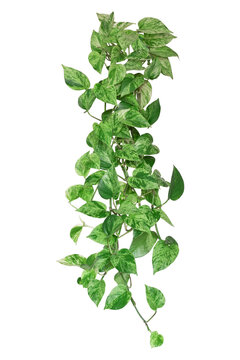 Trailing Marble Queen Pothos vine with heart shaped green and white variegated leaves isolated cutout on transparent