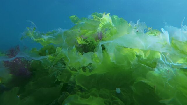 Translucent fronds of bright green Ulva sea lettuce waving in clear blue water with small Atherina silverside fish swimming above on sunlit rock reef. Close-up of green laver swaying in sea flow