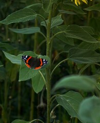 butterfly on a flower © Juka