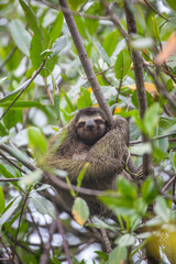 Naklejka premium Sloth Smile