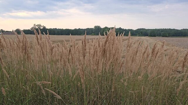 Dry wild grass spikelets closeup in front of harvested agricultural cereal field and distant forest under cloudy evening sky at countryside sunset landscape.