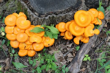 Jack-o-lantern mushrooms with green leaves Linne Woods in Morton Grove, Illinois © John