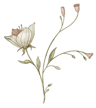 Flower watercolor illustration. Botanical wildflower isolated on background. Decorative floral element for wedding invitations, vintage garden greeting cards in pastel colors. Art in English style.