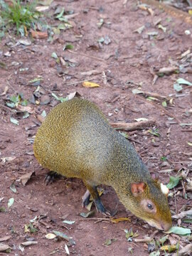 South American Agouti Foraging on the Forest Floor in Paraguay