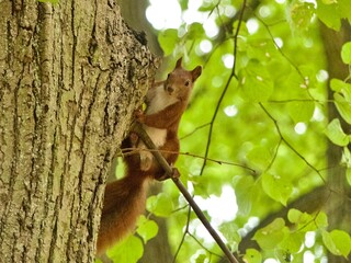 Obraz premium Red squirrel peeking from tree trunk looking