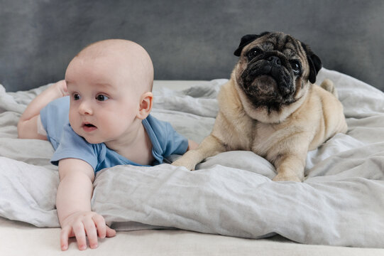5 month baby boy and pug dog peacefully resting together. Pet and infant lying side by side naturally in harmony with joyful peaceful atmosphere. The concept of relationships between baby and pet dog