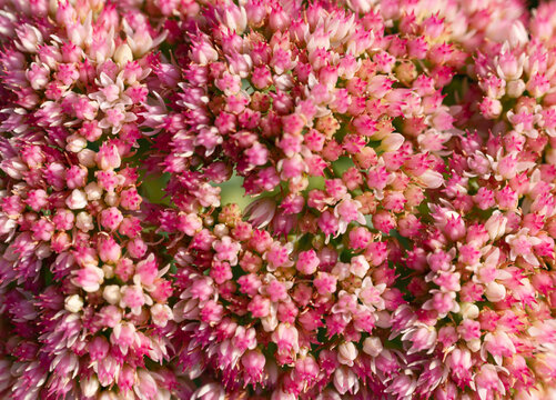 Stonecrop flower. Flowering nature closeup. Macro background with flowering sedum plant. Pink red flower background. Natural flower plant. Flora nature background. Bright blooming stonecrop flower