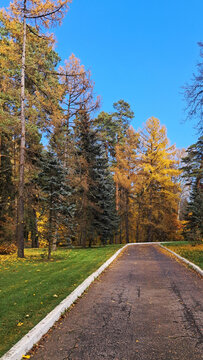 Autumn park walkway lined with yellow trees under a clear blue sky, seasonal nature background