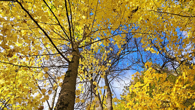 Upward view of golden autumn canopy against blue sky