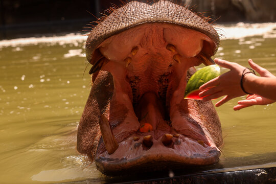 Hungry Hippopotamus With Open Mouth Being Fed Watermelon by Hand at Zoo Exhibit