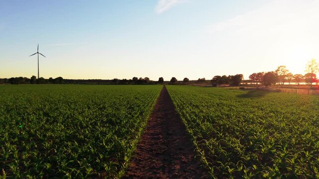 Drone flight over corn field at golden hour