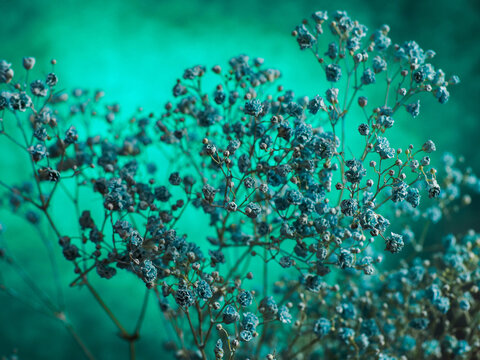 Blue baby breath flowers against vibrant colorful background. Delicate stems branch out with tiny blooms. Bright, cheerful, and minimalist aesthetic. Ideal for wellness and design purpose.