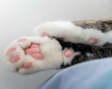 Macro close-up of polydactyl cat paws with extra toes and pink pads lying on bed blanket. Detailed view of polydactyly genetic trait in domestic tabby kitten fluffy white feet indoors. Concept of cat.