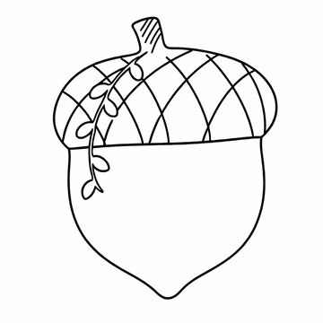 vector illustration of an acorn lineart white background