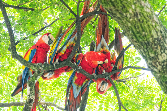 4 Playful Scarlet Macaws pressed together  at the top of  a colombian tree. He is part of a group of about 18 specimens that live in freedom in Medell&iacute;n.