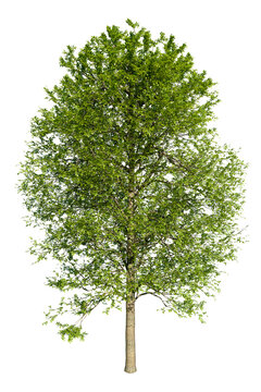 Alder or Alnus Glutinosa, medium-sized riverine tree. Isolated tree for composition. Spring version.