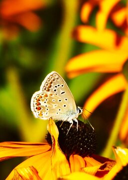 Colorful butterfly flies above a big yellow flower in the meadow in nature, insect, butterfly, and flower background
