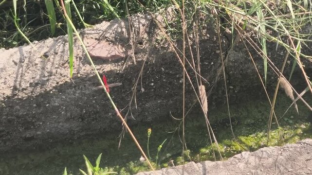 Lib&eacute;lulas al aire libre sobre canal de agua