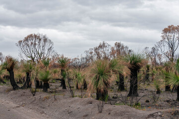 Bushfire recovery with fresh Xanthorrhoea growth emerging across a burned landscape © Anna Zaro