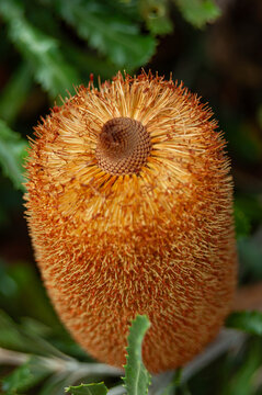 Drying Banksia flower head with golden orange styles