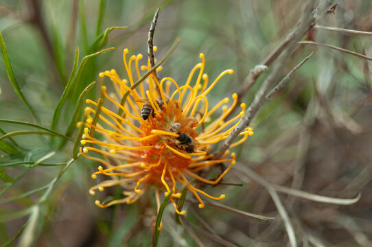 Orange Grevillea bloom with curling styles attracts two bees in native Australian bushland.