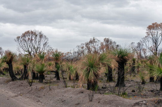 Bushfire recovery with fresh Xanthorrhoea growth emerging across a burned landscape