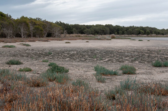 Samphire growing across a dry salt marsh in southwest Australia beside a shallow coastal lagoon