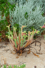Sea spurge growing among sandy coastal vegetation © Anna Zaro