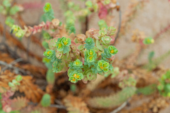 Coastal sea spurge with geometric foliage growing in a dry and windswept seaside habitat