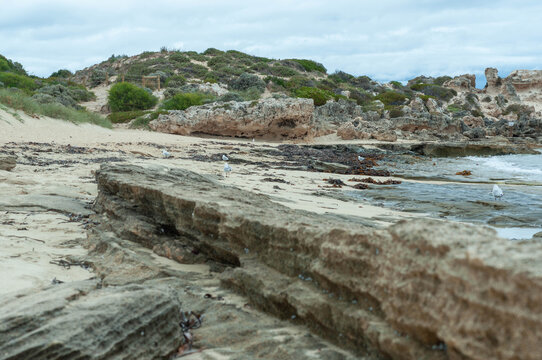 Rocky sandy beach with gulls and coastal vegetation